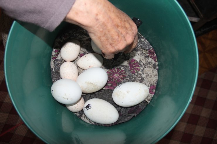 Kars'ta 'Kaz Bilikleri' Yumurtadan Çıktı