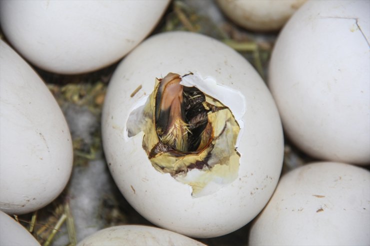 Kars'ta 'Kaz Bilikleri' Yumurtadan Çıktı