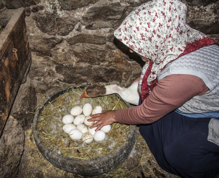 Kars'ta 'Kaz Bilikleri' Yumurtadan Çıktı