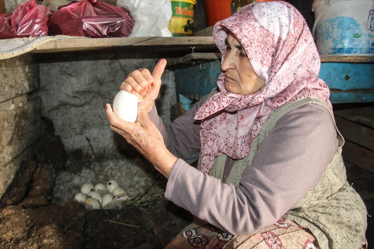 Kars'ta 'Kaz Bilikleri' Yumurtadan Çıktı