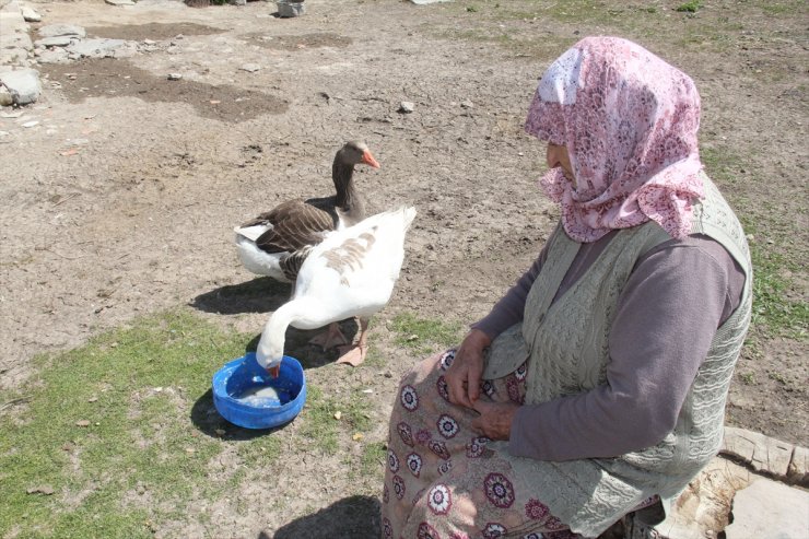 Kars'ta 'Kaz Bilikleri' Yumurtadan Çıktı