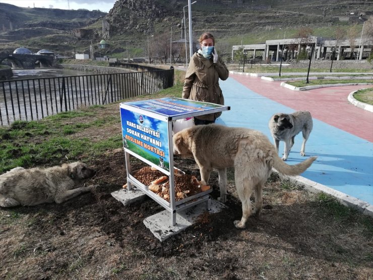 Kars'ta Sokak Hayvanları İçin Beslenme Noktası