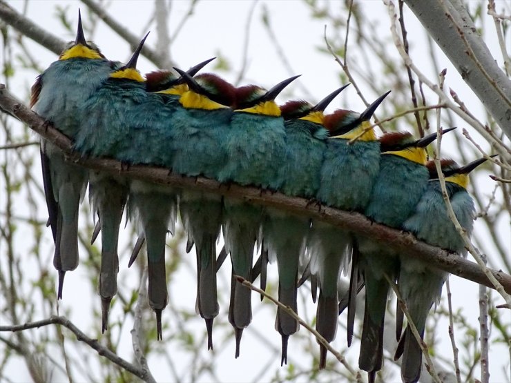 Canlanan Doğa Kuşlarla Şenlendi