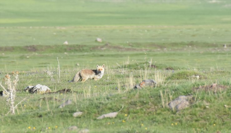 Kars'ta Yaylalar Çiçeklerle Renklendi