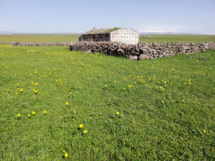 Kars'ta Yaylalar Çiçeklerle Renklendi