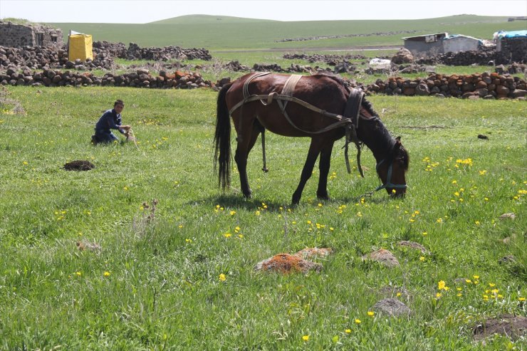 Kars'ta Yaylalar Çiçeklerle Renklendi