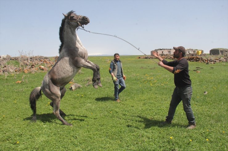 Kars'ta Yaylalar Çiçeklerle Renklendi