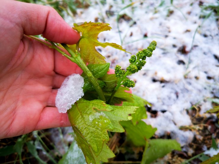 Erzincan'da Üzüm Bağları Kar Altında