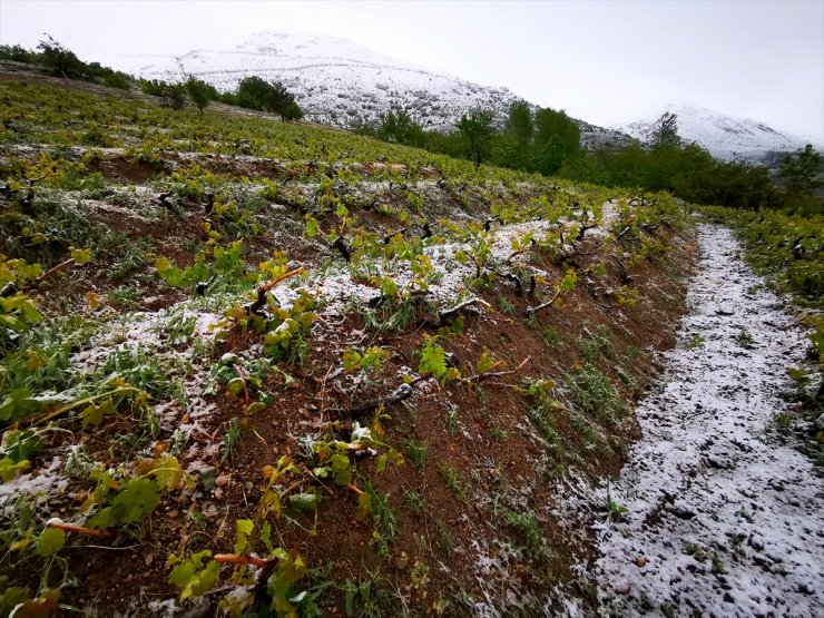 Erzincan'da Üzüm Bağları Kar Altında