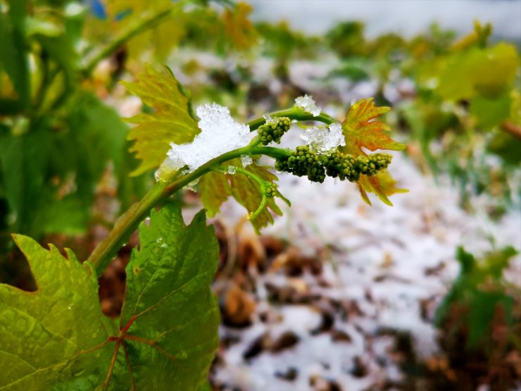Erzincan'da Üzüm Bağları Kar Altında