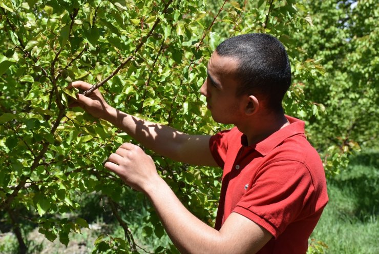 Kar ve Dolu 'Kayısı Rekoltesi'ni Düşürdü