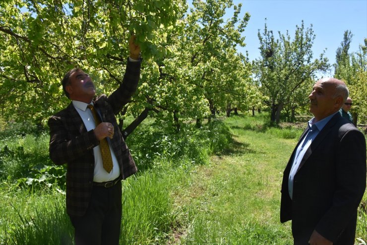 Kar ve Dolu 'Kayısı Rekoltesi'ni Düşürdü