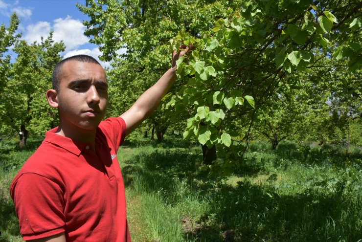 Kar ve Dolu 'Kayısı Rekoltesi'ni Düşürdü