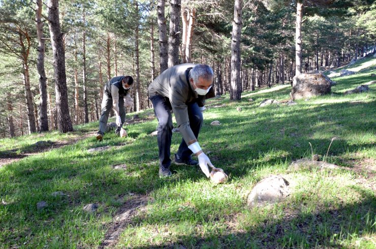 Boz Ayılar İçin Ormana Yiyecek Bırakıldı