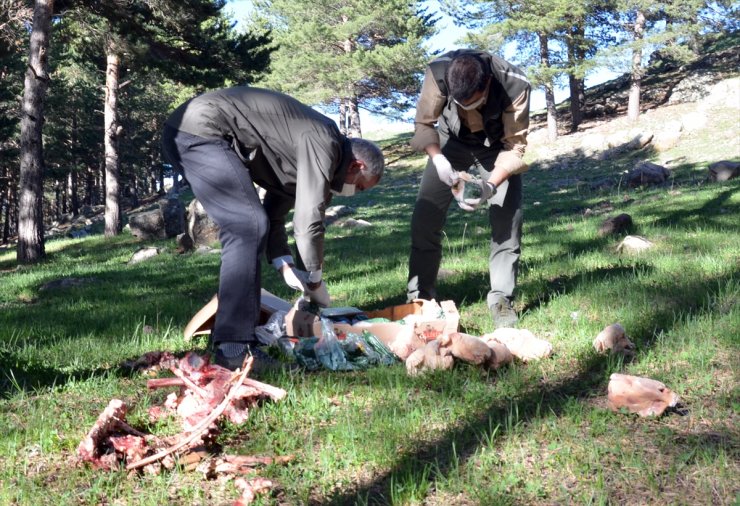 Boz Ayılar İçin Ormana Yiyecek Bırakıldı