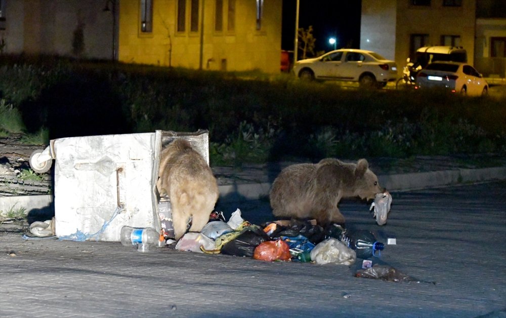 Boz Ayı ve Yavrusu Sarıkamış'a İndi