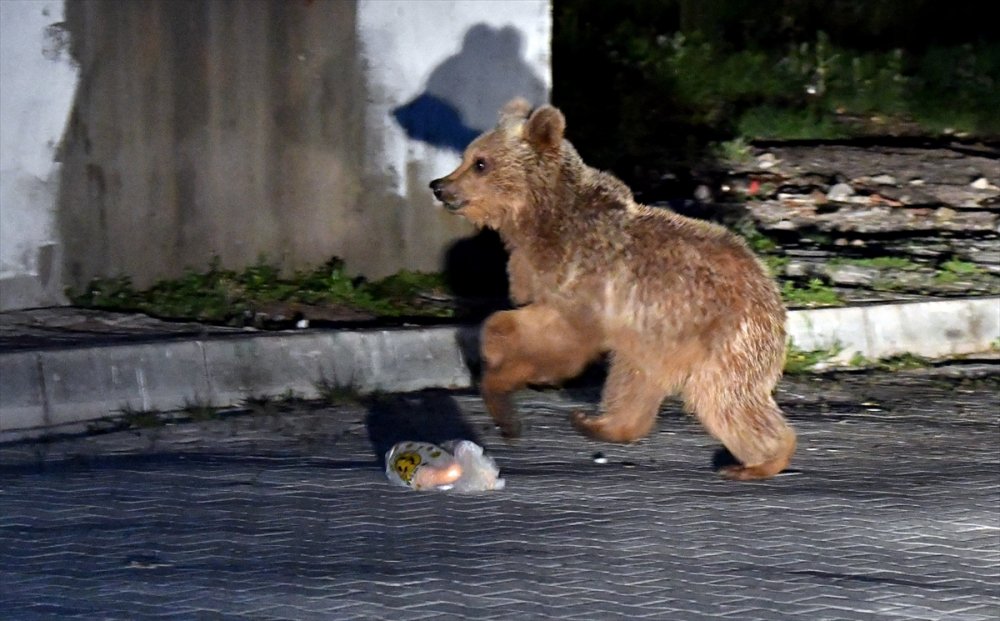 Boz Ayı ve Yavrusu Sarıkamış'a İndi