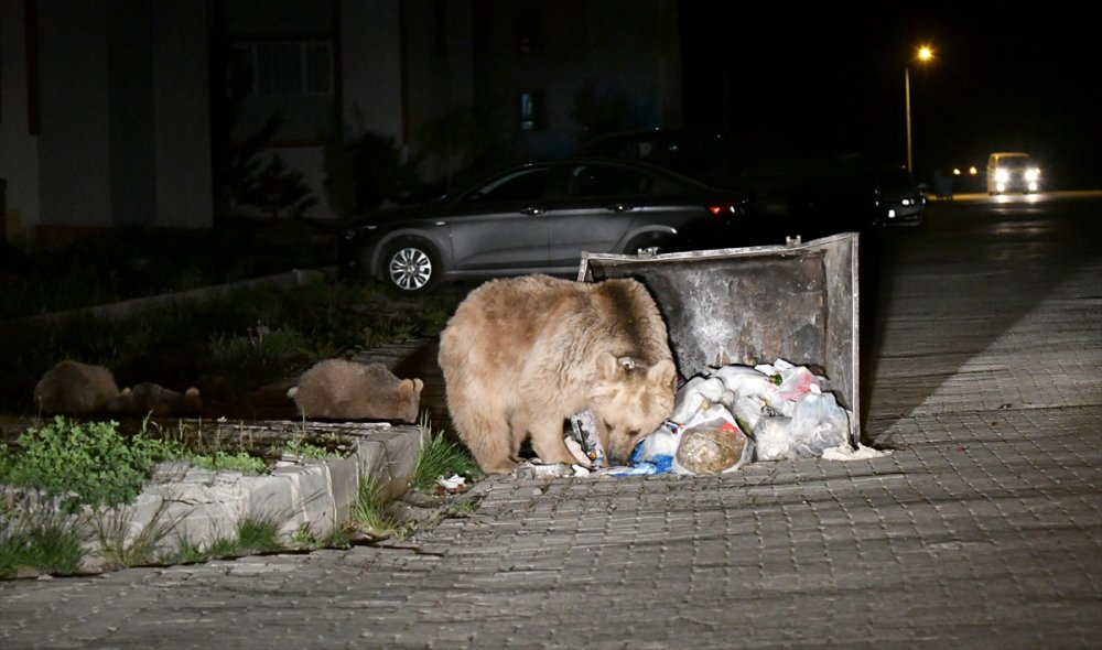 Sarıkamış'ta Mahallelere Bozayılar İndi