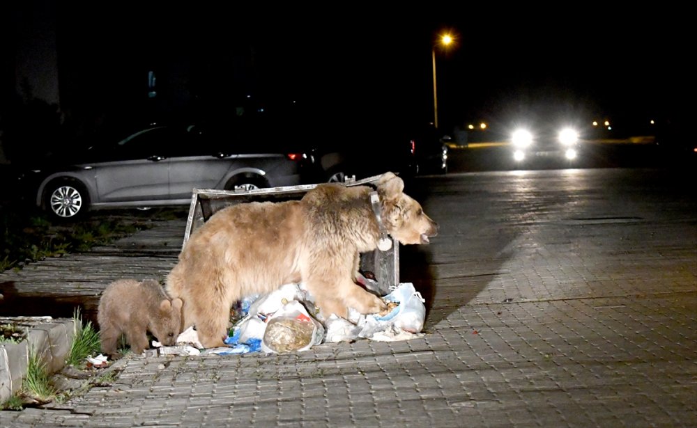 Sarıkamış'ta Mahallelere Bozayılar İndi