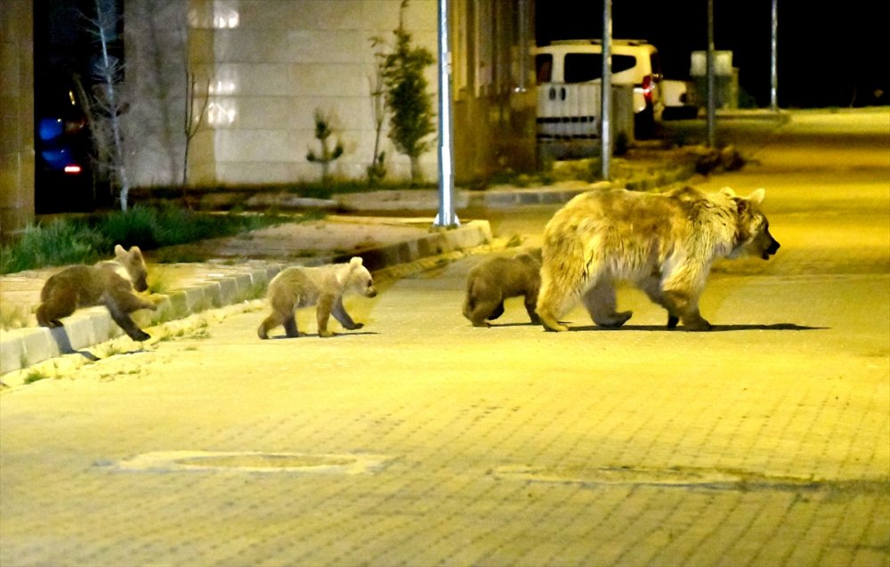 Sarıkamış'ta Mahallelere Bozayılar İndi