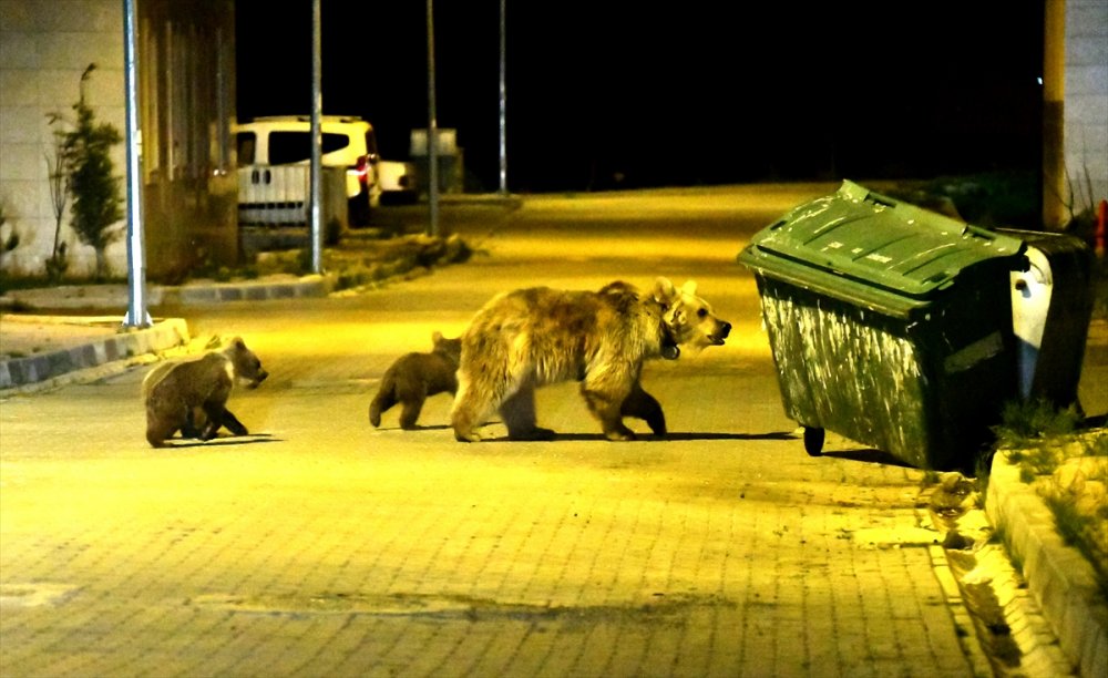 Sarıkamış'ta Mahallelere Bozayılar İndi