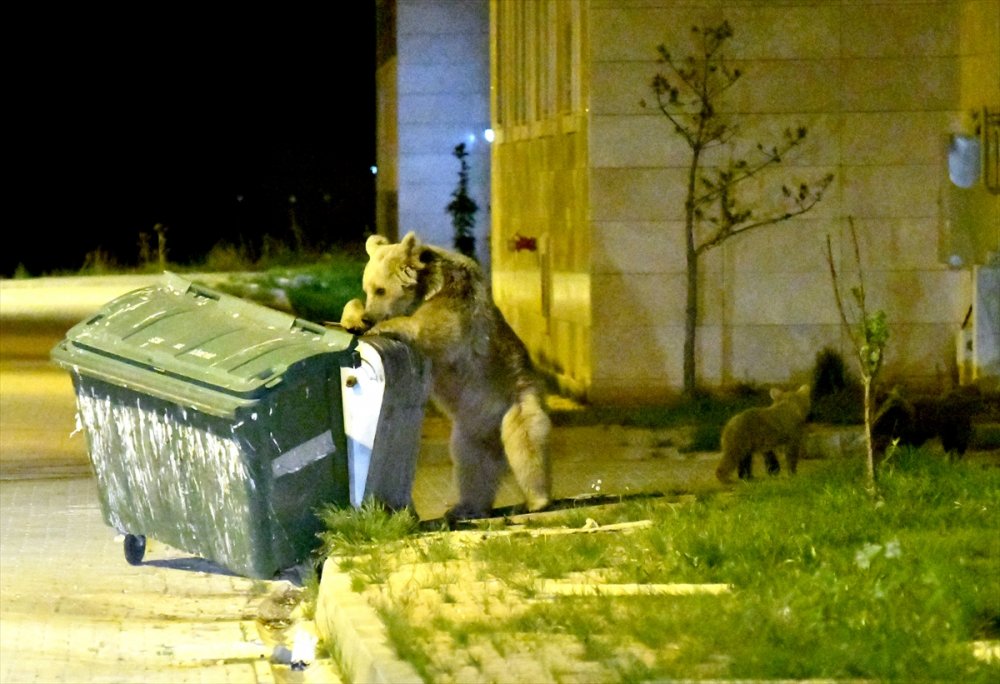 Sarıkamış'ta Mahallelere Bozayılar İndi