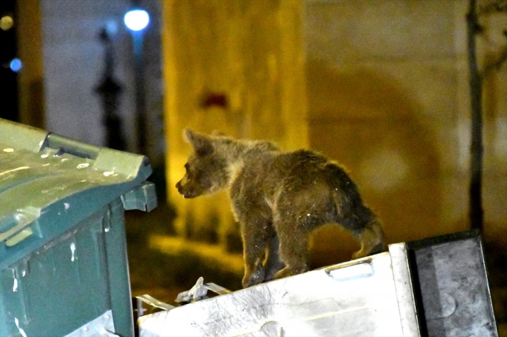 Sarıkamış'ta Mahallelere Bozayılar İndi