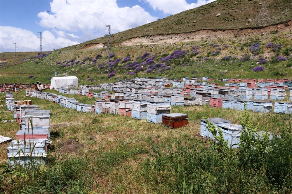 Karadeniz'in Göçer Arıcıları Ağrı'da