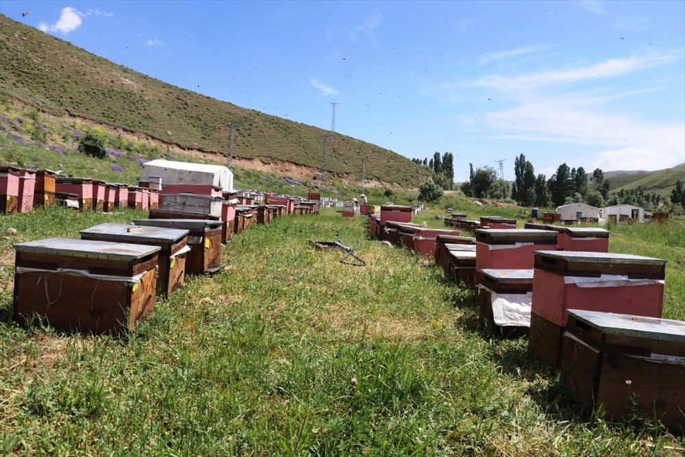 Karadeniz'in Göçer Arıcıları Ağrı'da