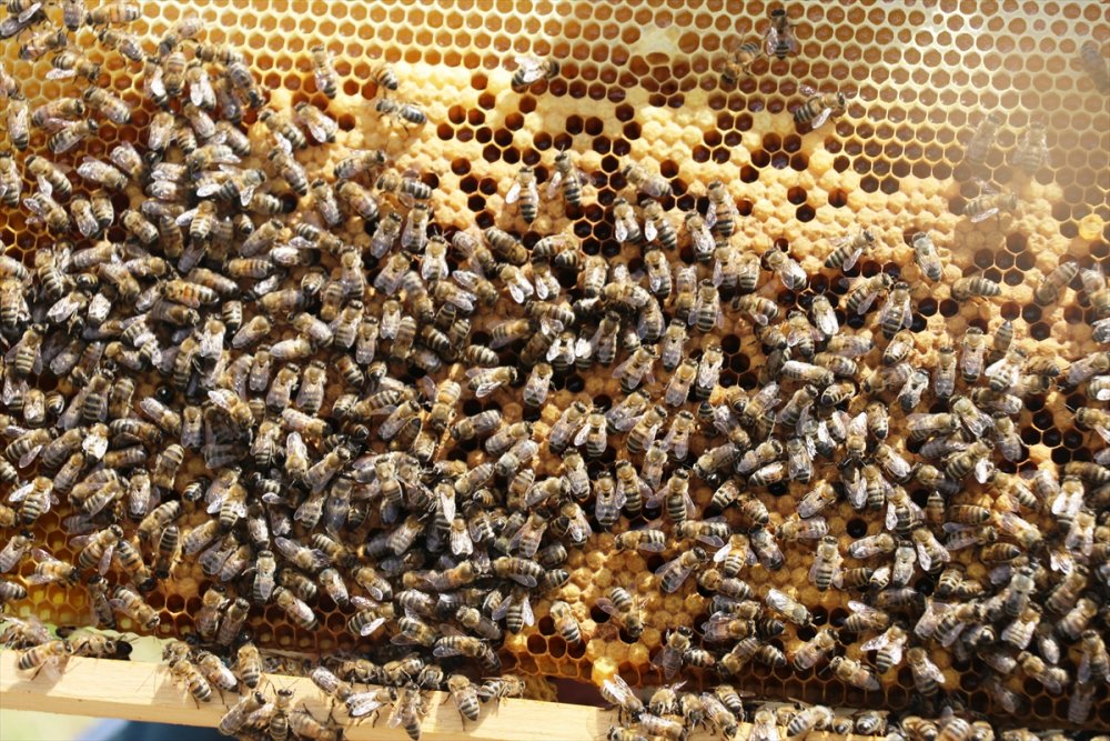 Karadeniz'in Göçer Arıcıları Ağrı'da