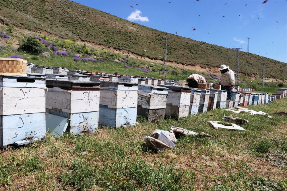 Karadeniz'in Göçer Arıcıları Ağrı'da