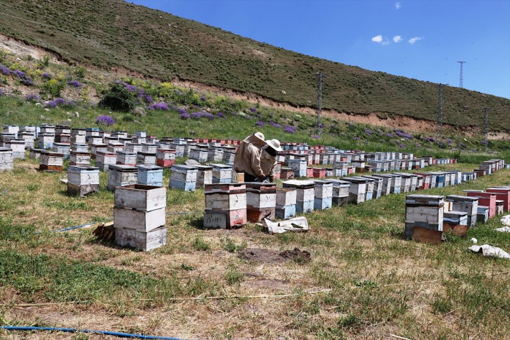 Karadeniz'in Göçer Arıcıları Ağrı'da