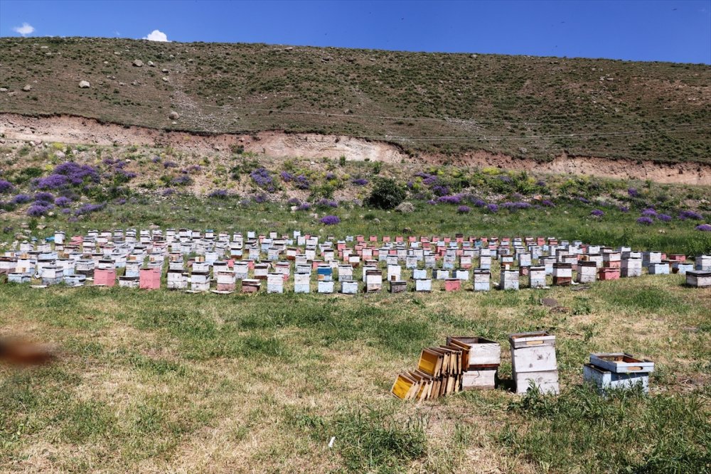 Karadeniz'in Göçer Arıcıları Ağrı'da