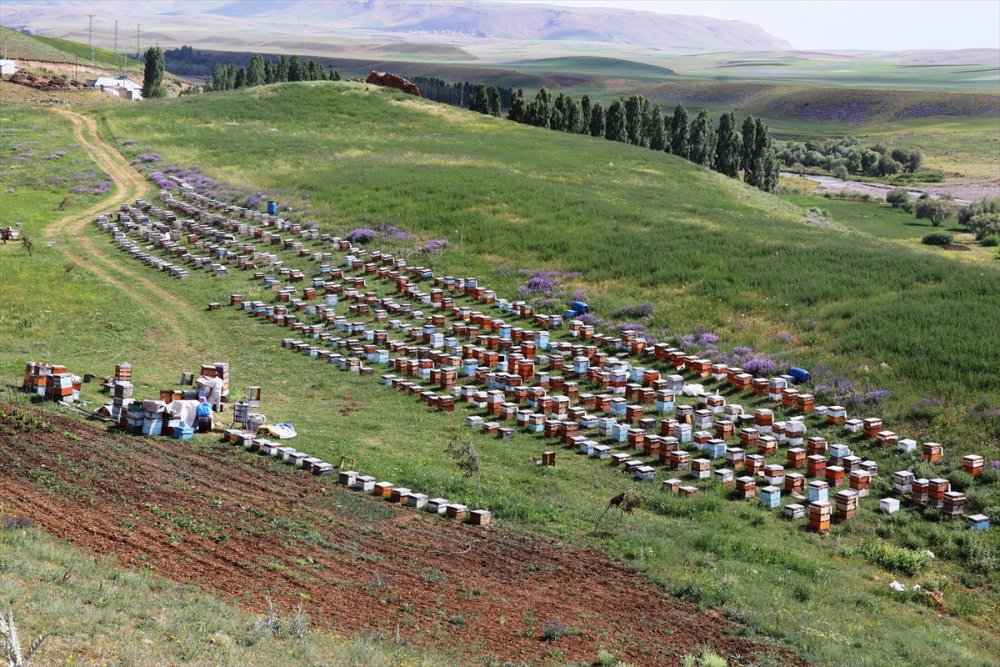 Karadeniz'in Göçer Arıcıları Ağrı'da