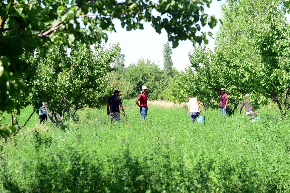 Iğdır'da Kayısı Hasadı Başladı