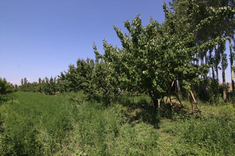 Iğdır'da Kayısı Hasadı Başladı