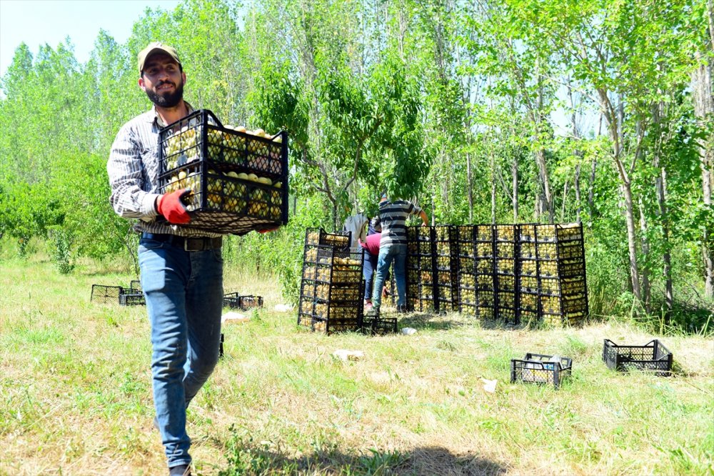 Iğdır'da Kayısı Hasadı Başladı