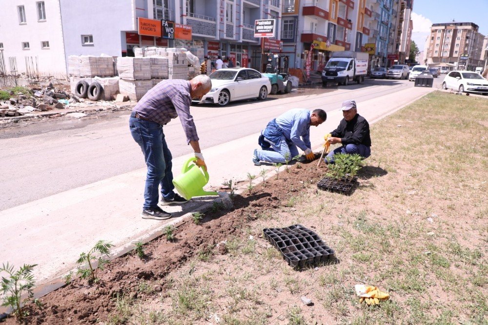 Kars Belediyesi Refüj Peyzaj Düzenliyor