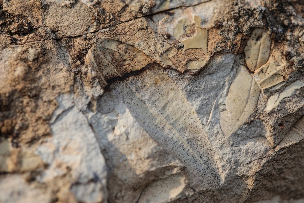 Kayaların İçindeki Şekiller Fosil Olabilir!