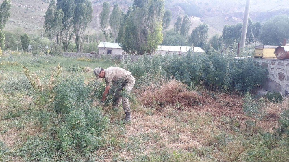 Sarıkamış’ta 'Kenevir' Operasyonu