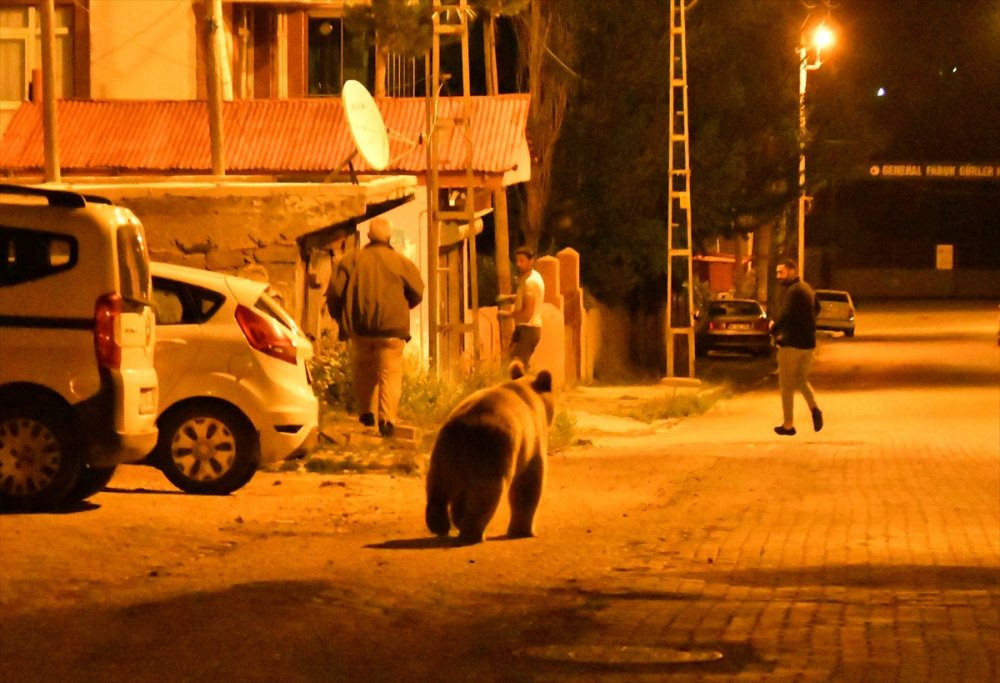 Boz Ayı Yavruları Sarıkamış'a İndi