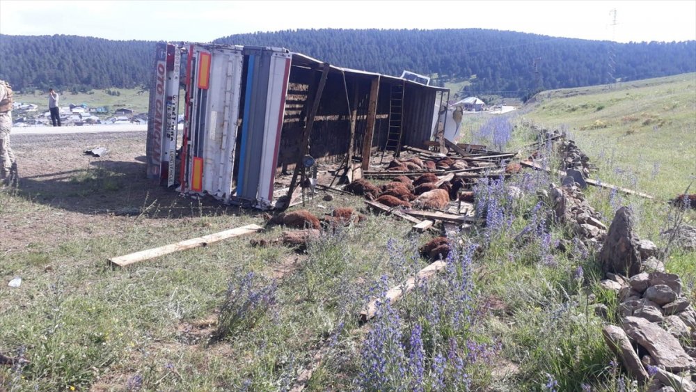 Kars'ta Kurbanlık Taşıyan Tırın Devrilmesi Sonucu 32 Koyun Telef Oldu