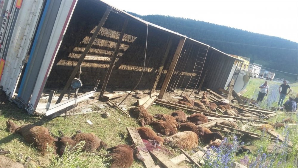 Kars'ta Kurbanlık Taşıyan Tırın Devrilmesi Sonucu 32 Koyun Telef Oldu