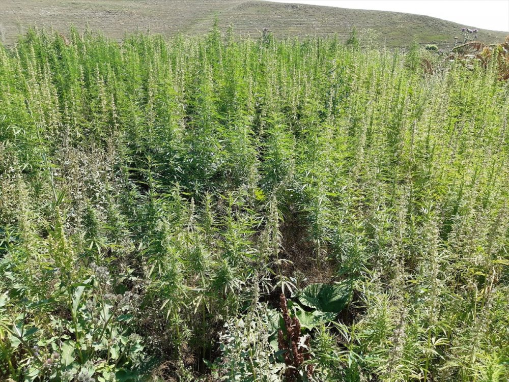 Kars'ta 'Kenevir' Operasyonu
