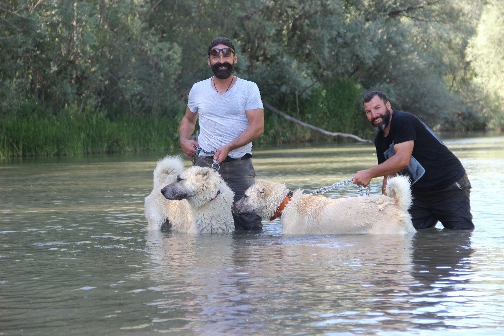 Sivas’ın ‘Kangalları’ Yüzerek Serinliyor