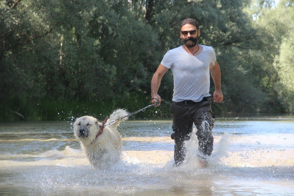 Sivas’ın ‘Kangalları’ Yüzerek Serinliyor