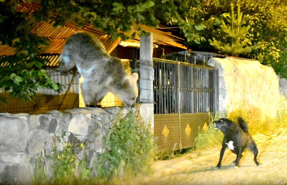 Sarıkamış'ın 'Ayı Savar' Köpeği Cesur
