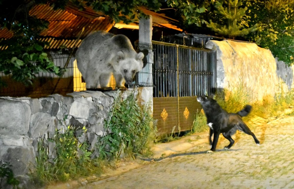 Sarıkamış'ın 'Ayı Savar' Köpeği Cesur
