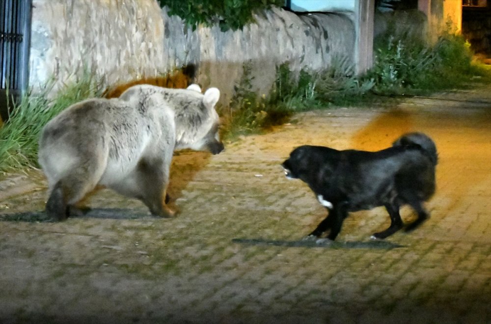 Sarıkamış'ın 'Ayı Savar' Köpeği Cesur