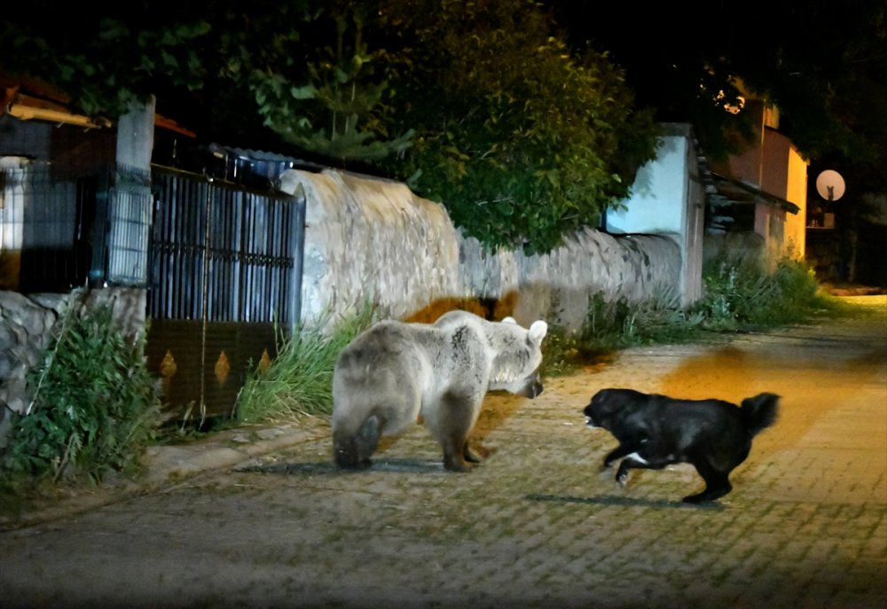 Sarıkamış'ın 'Ayı Savar' Köpeği Cesur